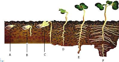 研究人员发现菜豆种子在萌发成幼苗的过程中,体内储存