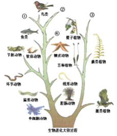 如图是生物进化的大致过程,请据图回答:(1)裸子植物和