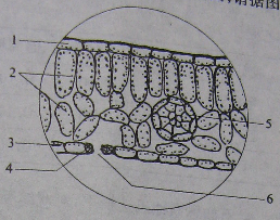 菠菜叶表皮细胞结构图图片