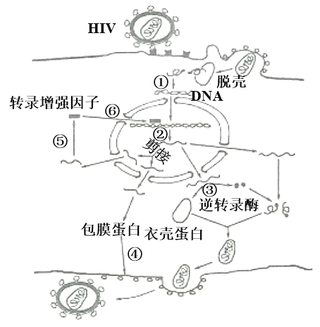hiv逆转录过程图解图片