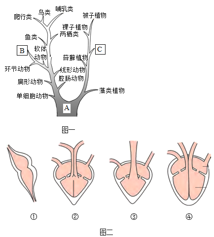 鸟类心脏结构示意图图片