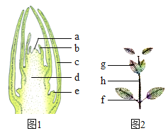 下图为枝芽与一段枝条的结构图1图2中的g是由图1中的发育