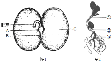 蚕豆内部结构简笔画图片