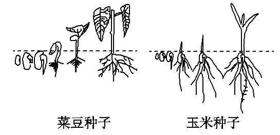 种子萌发对应的部位图图片