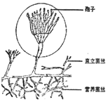 如图是常见的青霉的形态结构图相关叙述正确的是a营养菌丝的作用是