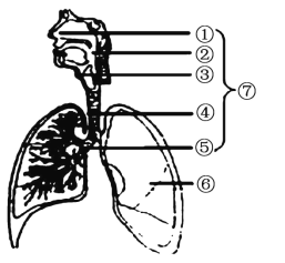 呼吸系统组成图简笔画图片