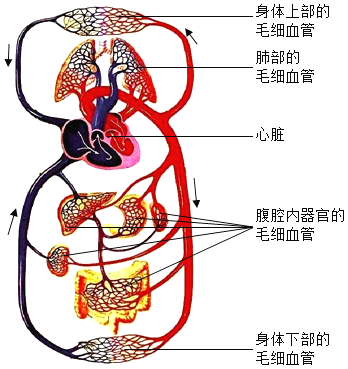 下图是人体血液循环系统示意图,据图回答下列问题:(1)血液流经肺部