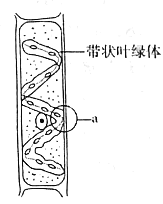 水绵营养细胞的结构图图片