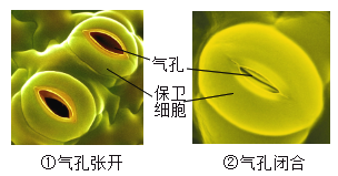 叶表皮细胞结构图气孔图片