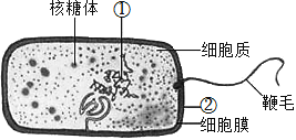 大肠杆菌细胞结构图片