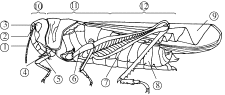 (1)蝗虫是常见的昆虫,它的身体分为