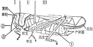 如图是蝗虫的外部形态结构图(去掉部分翅),其中①,②,③表示器官,i,Ⅱ