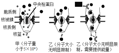 核孔复合体的结构图图片