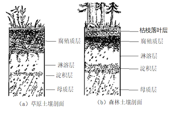 图a,b所示分别为草原土壤剖面和森林土壤剖面