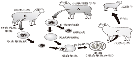 克隆羊的培育过程图片
