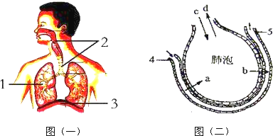 器官互换器图片