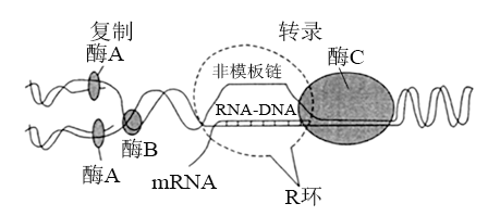 DNA转录模式图图片
