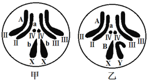 果蝇唾液腺染色体绘图图片