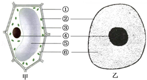 动植物细胞结构图初一图片