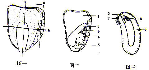 豌豆种子结构和结构图图片