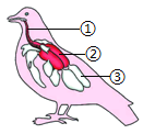 鹦鹉的气管和食道图图片