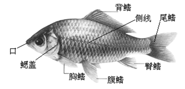 生物鲫鱼结构图图片