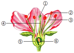 桃花雌蕊和雄蕊的图解图片
