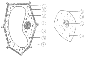 黄瓜结构示意图图片